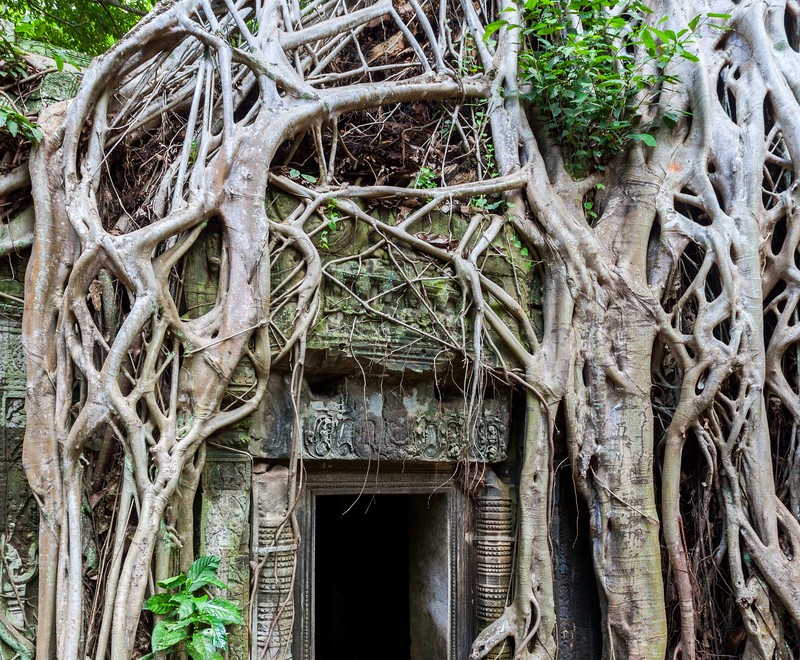gallery-13-ta-prohm